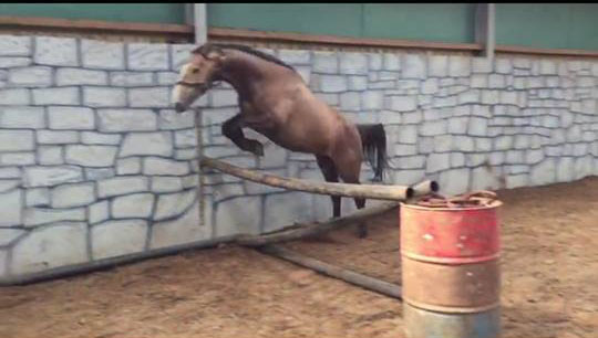 Ballyneety Stud Farm